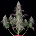 Lemon Pie Auto - FastBuds